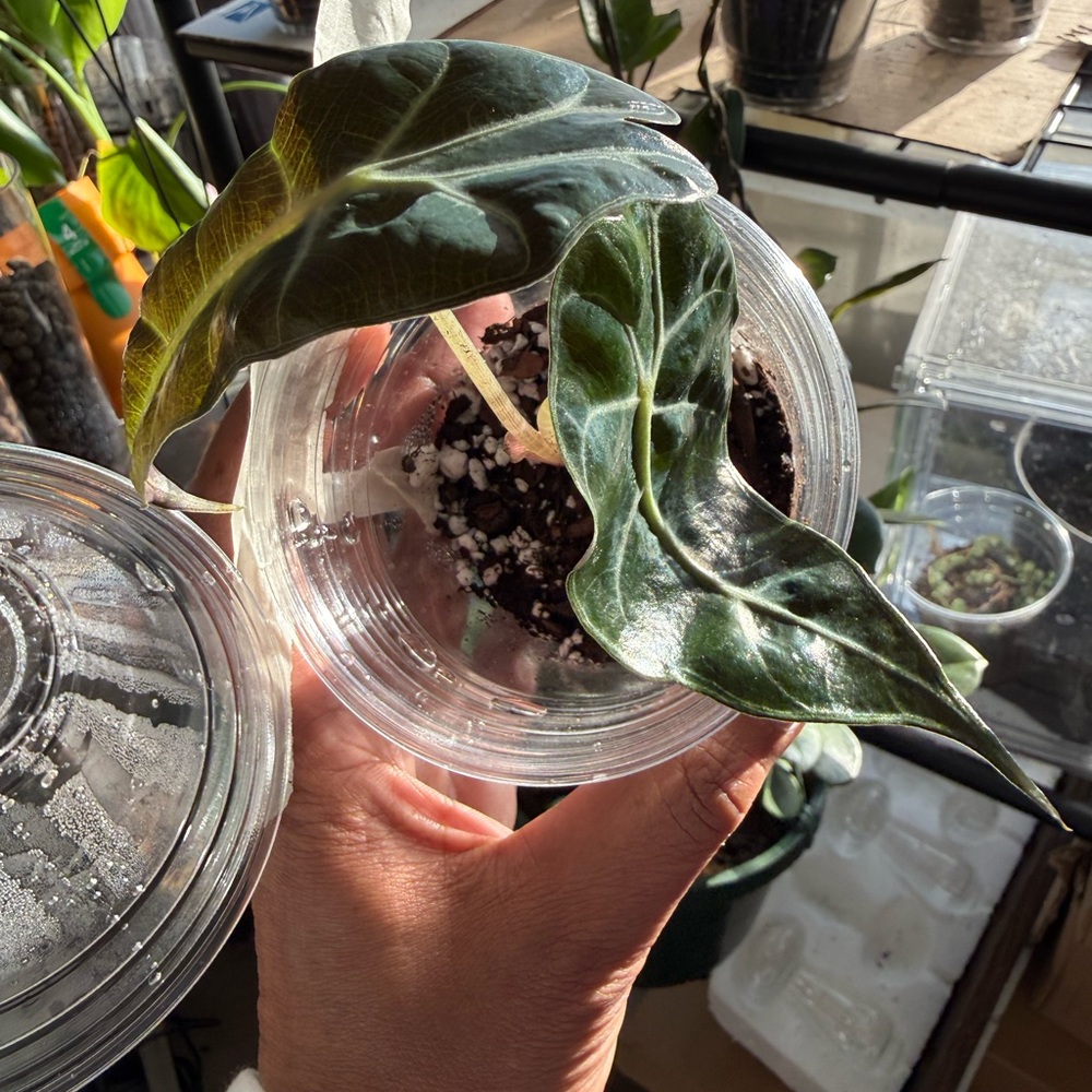 Alocasia Polly